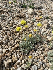 Eriogonum rosense