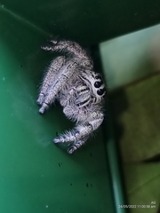 Hyllus diardi