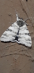 Catocala relicta