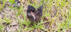 Calvatia