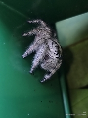 Hyllus diardi