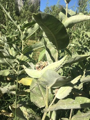 Asclepias