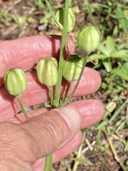 Lilium parvum