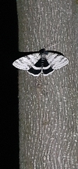 Catocala relicta