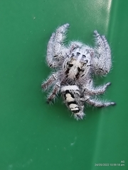 Hyllus diardi