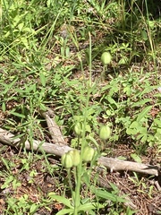 Lilium parvum