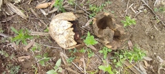 Calvatia