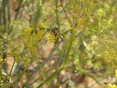 Vespula pensylvanica