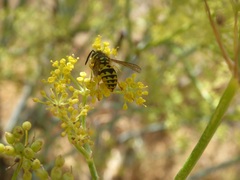 Vespula pensylvanica
