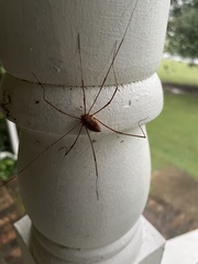 Leiobunum ventricosum