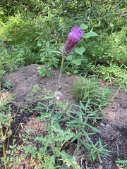 Cirsium andersonii