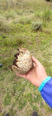 Calvatia