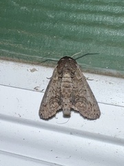 Paectes abrostoloides