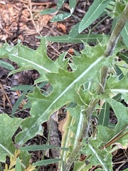 Cirsium andersonii