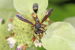 Physocephala marginata
