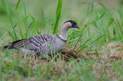 Branta sandvicensis