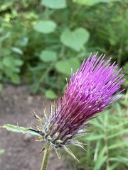 Cirsium andersonii