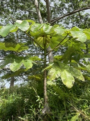 Cecropia peltata