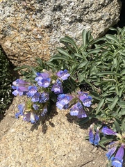 Penstemon speciosus