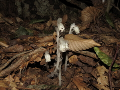 Monotropa uniflora
