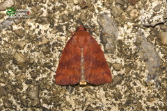 Xenochroa fulvescens