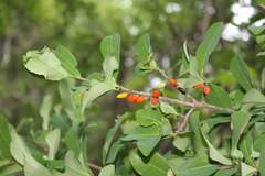 Erythroxylum mexicanum