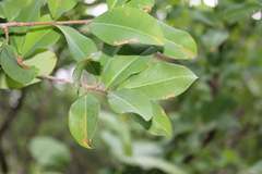 Erythroxylum mexicanum