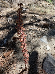 Pterospora andromedea