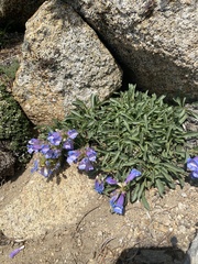 Penstemon speciosus