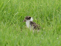 Vanellus miles novaehollandiae