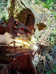 Favolus brasiliensis