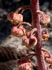 Pterospora andromedea