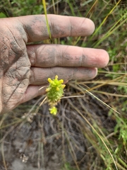 Orthocarpus luteus