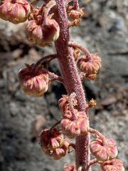 Pterospora andromedea