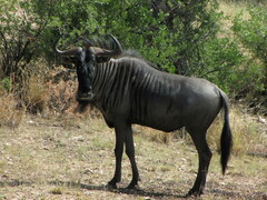 Connochaetes taurinus taurinus