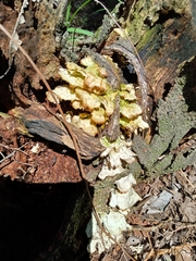 Favolus brasiliensis