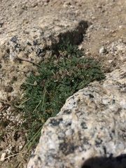 Lomatium