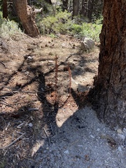 Pterospora andromedea