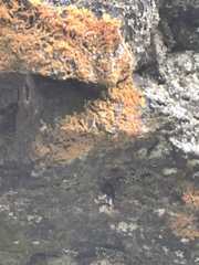 Steatoda hespera