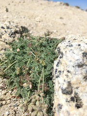 Lomatium