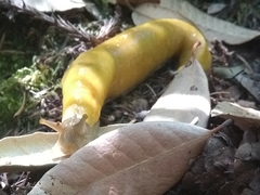 Ariolimax californicus