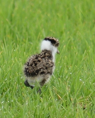 Vanellus miles novaehollandiae