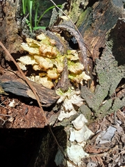 Favolus brasiliensis