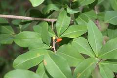 Erythroxylum mexicanum