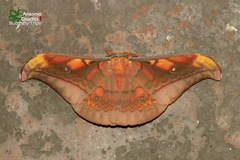 Antheraea