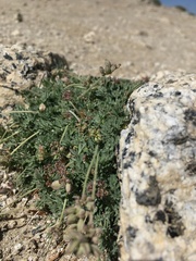 Lomatium