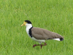 Vanellus miles novaehollandiae