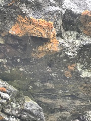 Steatoda hespera