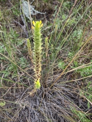 Orthocarpus luteus