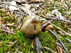 Fungi